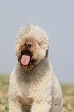 LAGOTTO 126